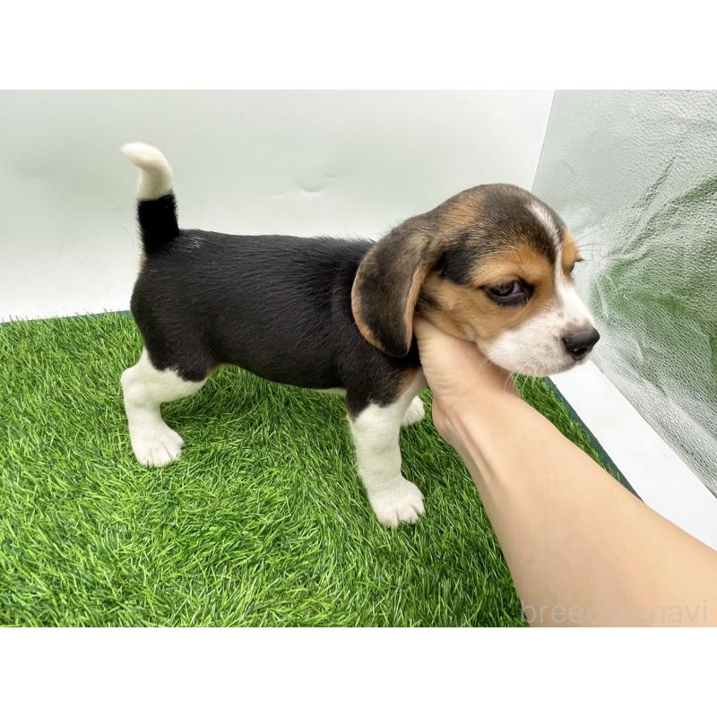 成約済の愛知県のビーグル-416061の2枚目