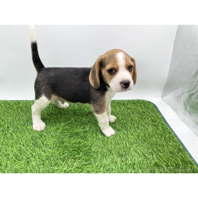 成約済の愛知県のビーグル-416060の6枚目