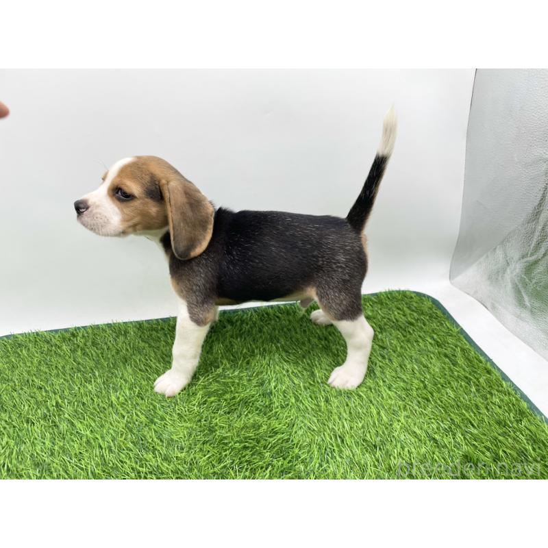 成約済の愛知県のビーグル-416060の4枚目