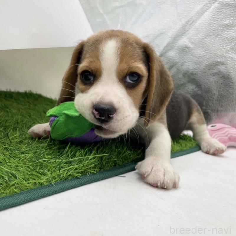 成約済の愛知県のビーグル-416060の3枚目