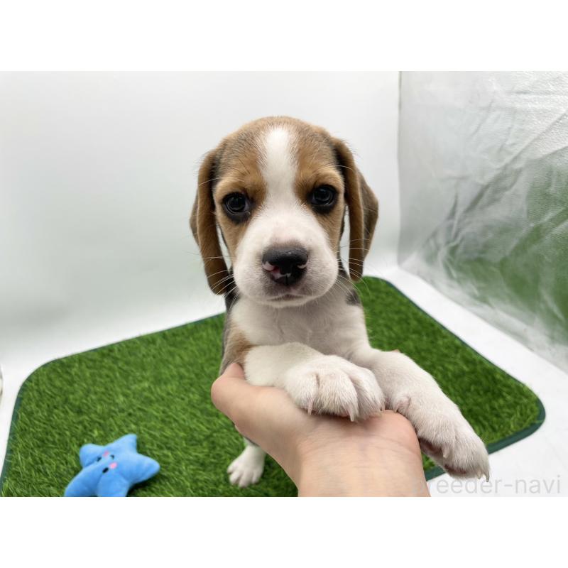 成約済の愛知県のビーグル-416060の2枚目