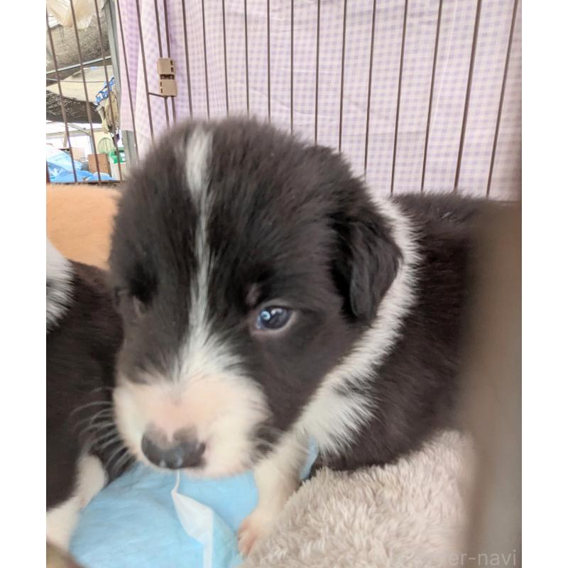 成約済の千葉県のボーダーコリー-417312の4枚目