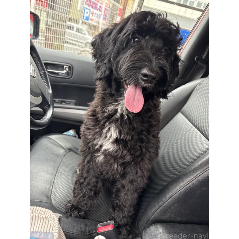 成約済の茨城県のミックス犬-386003の2枚目