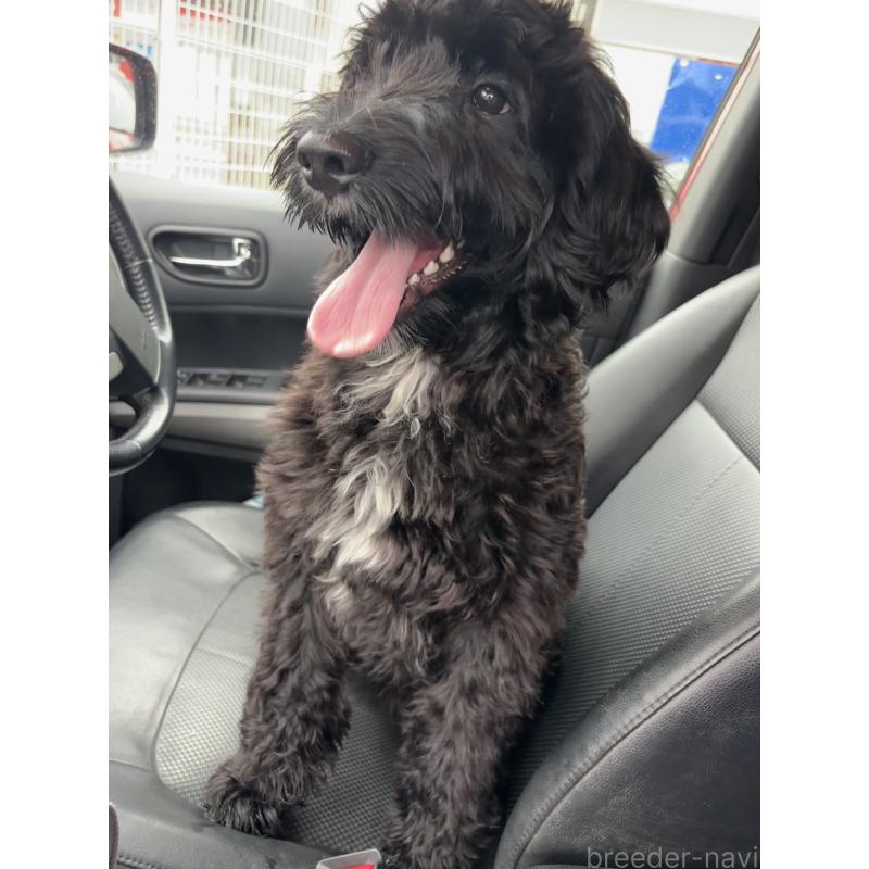 販売中の茨城県のミックス犬-386003