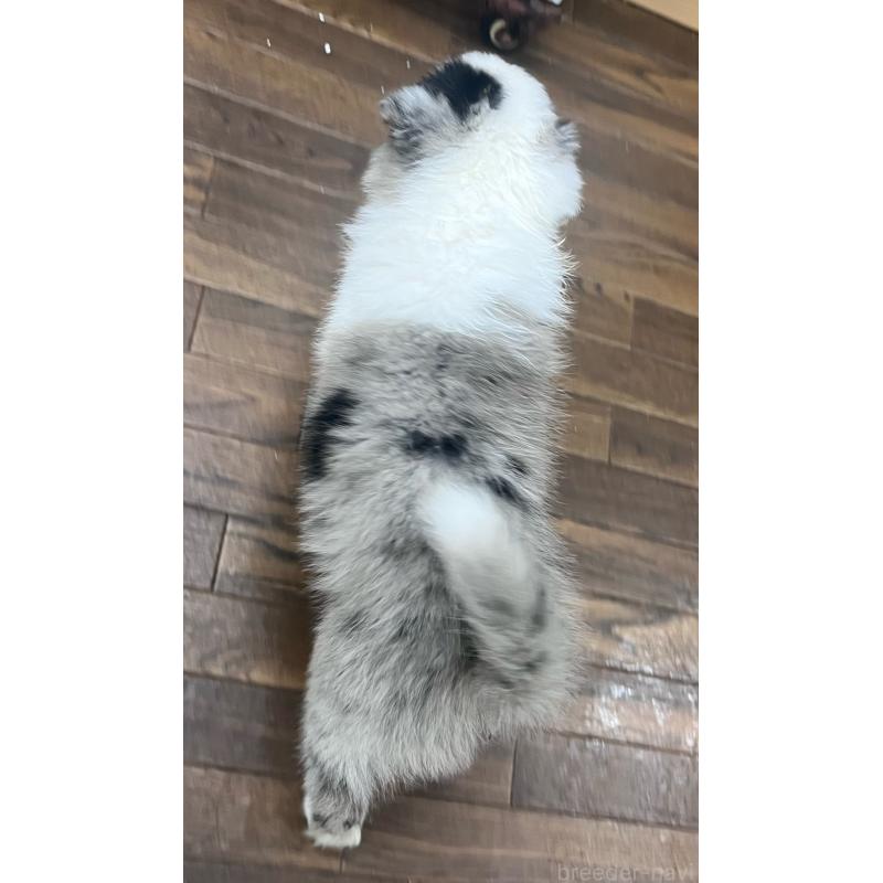 成約済の東京都のボーダーコリー-417715の9枚目