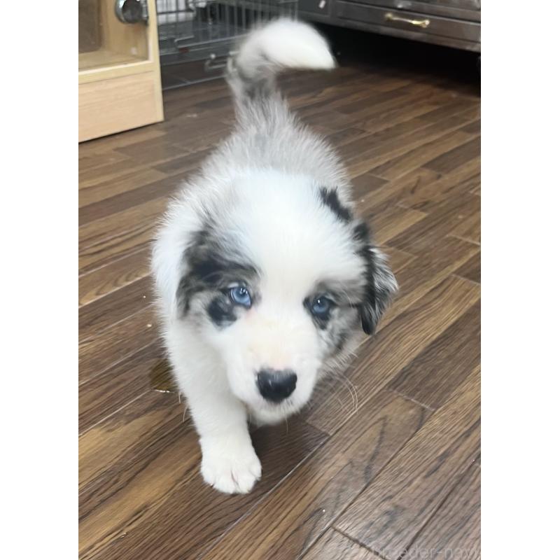 成約済の東京都のボーダーコリー-417715の8枚目