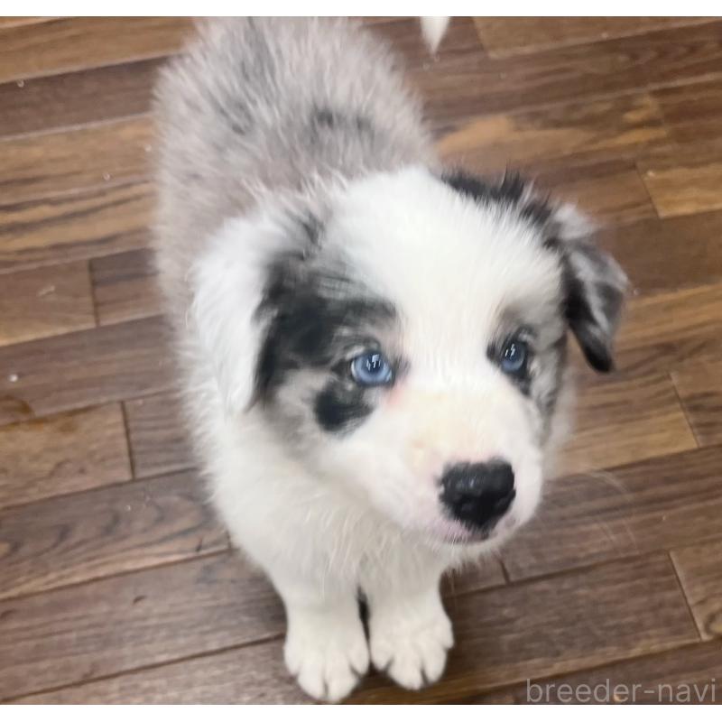 成約済の東京都のボーダーコリー-417715の7枚目