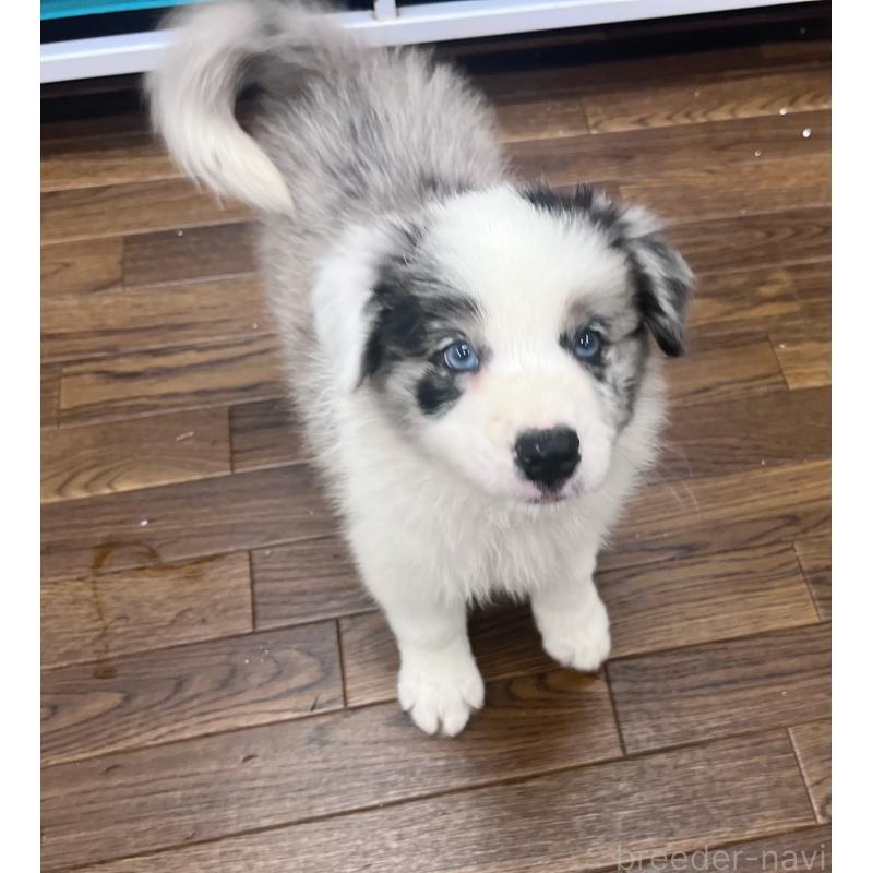 成約済の東京都のボーダーコリー-417715の6枚目