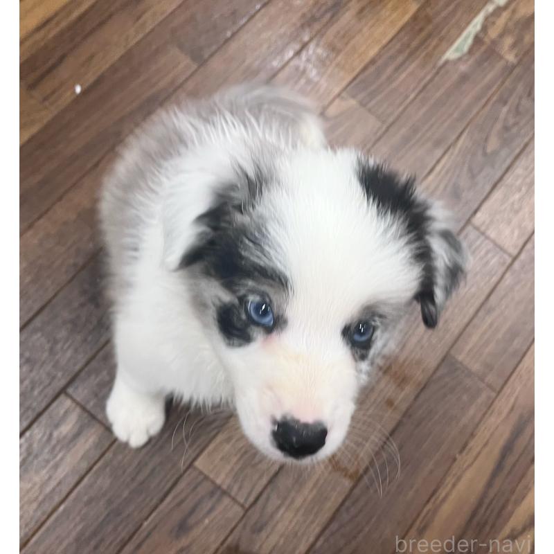 成約済の東京都のボーダーコリー-417715の5枚目