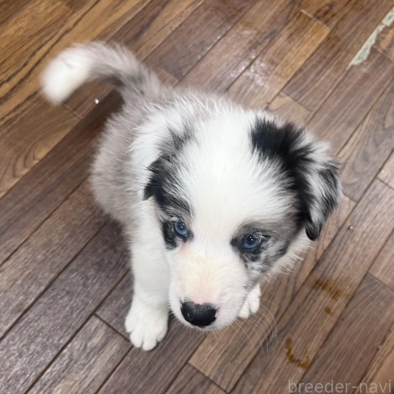 成約済の東京都のボーダーコリー-417715の4枚目