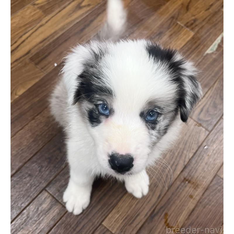 成約済の東京都のボーダーコリー-417715の3枚目