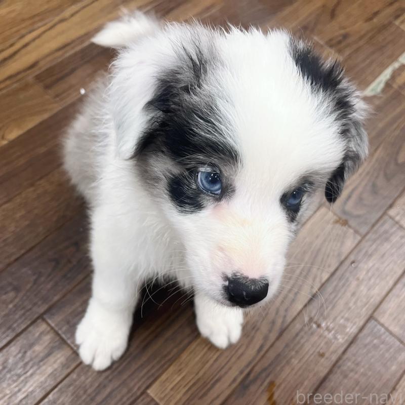 成約済の東京都のボーダーコリー-417715の2枚目