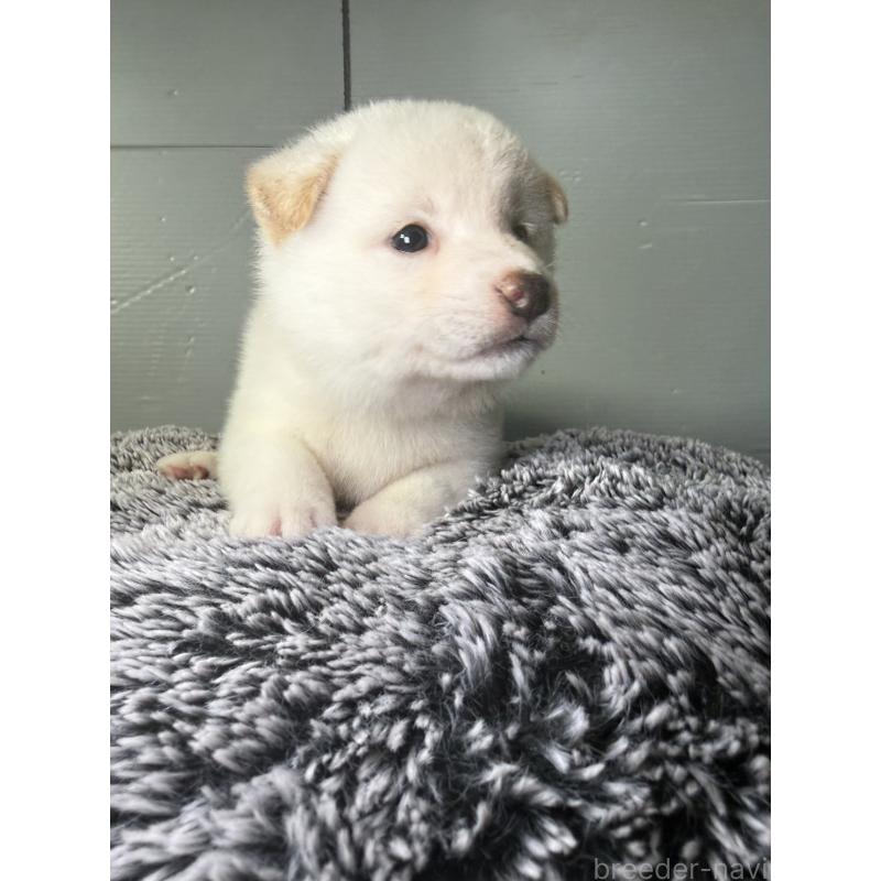 販売中の福岡県の柴犬-419268の4枚目