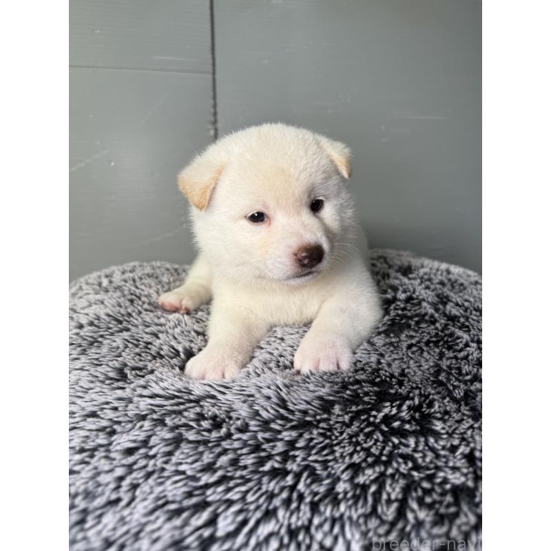 販売中の福岡県の柴犬-419268の3枚目