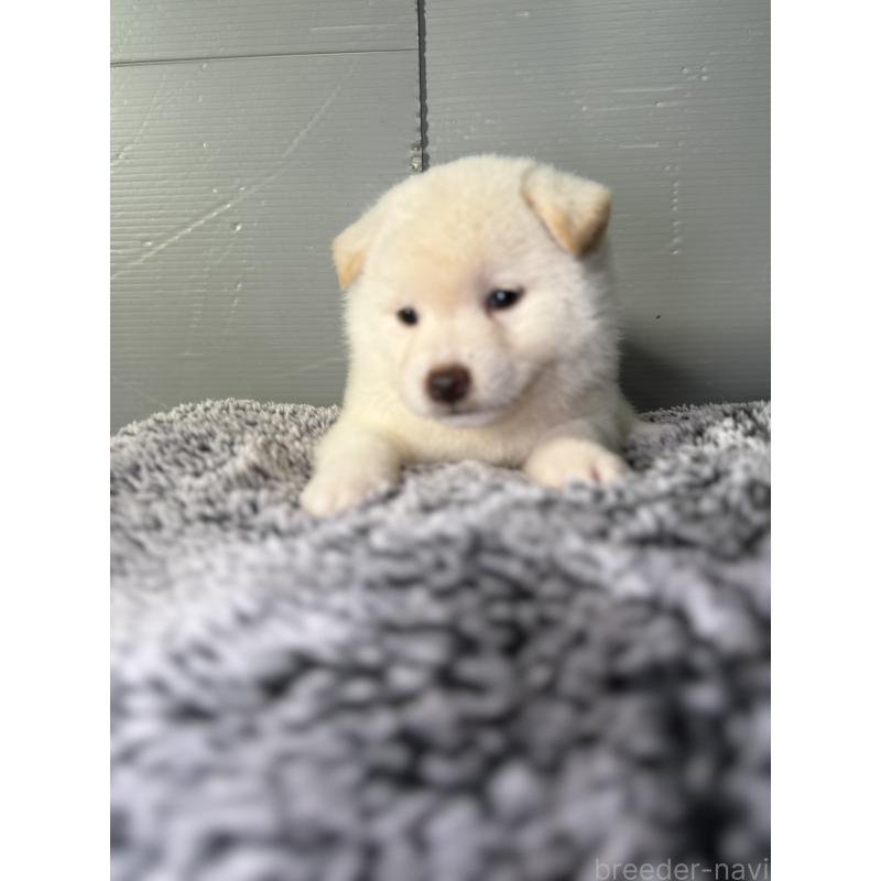 販売中の福岡県の柴犬-419268の2枚目
