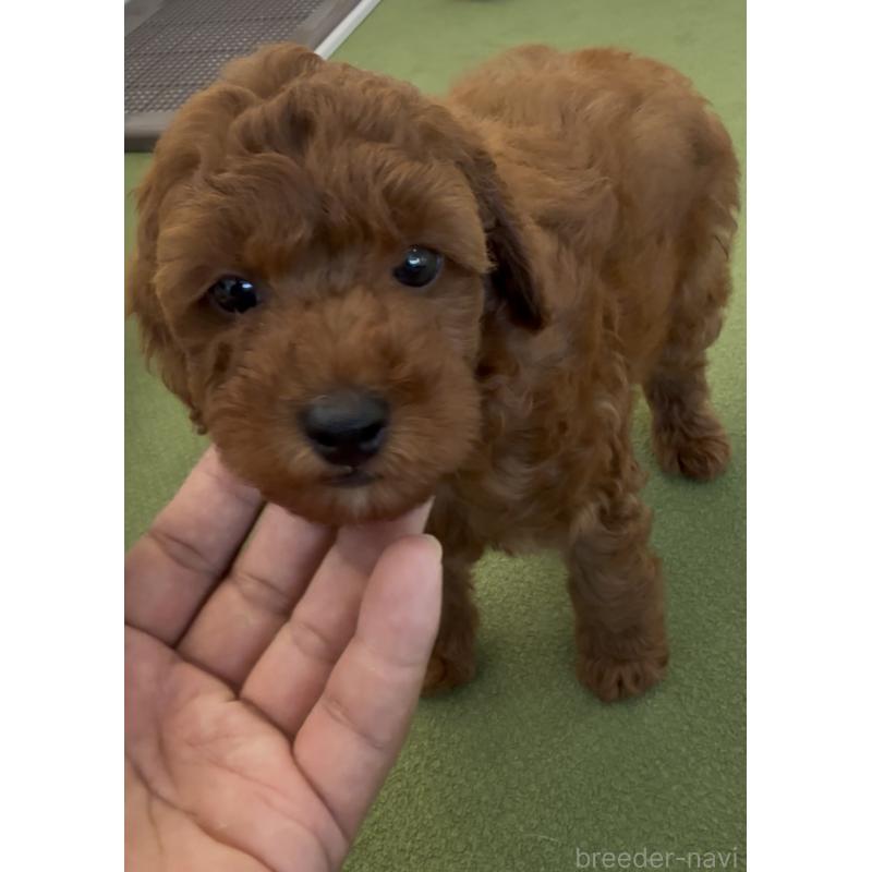 成約済の福岡県のトイプードル-414064の7枚目