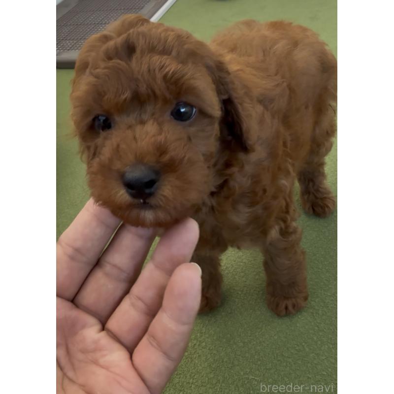 成約済の福岡県のトイプードル-414064の6枚目