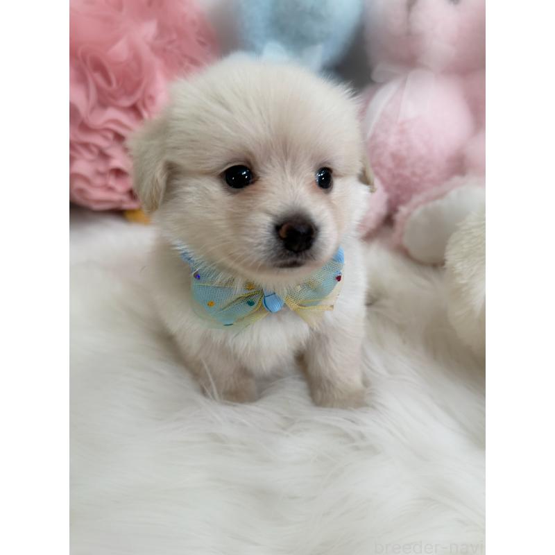 販売中の香川県のミックス犬-419281の6枚目