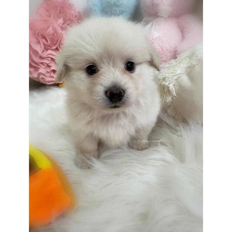 販売中の香川県のミックス犬-419281の5枚目