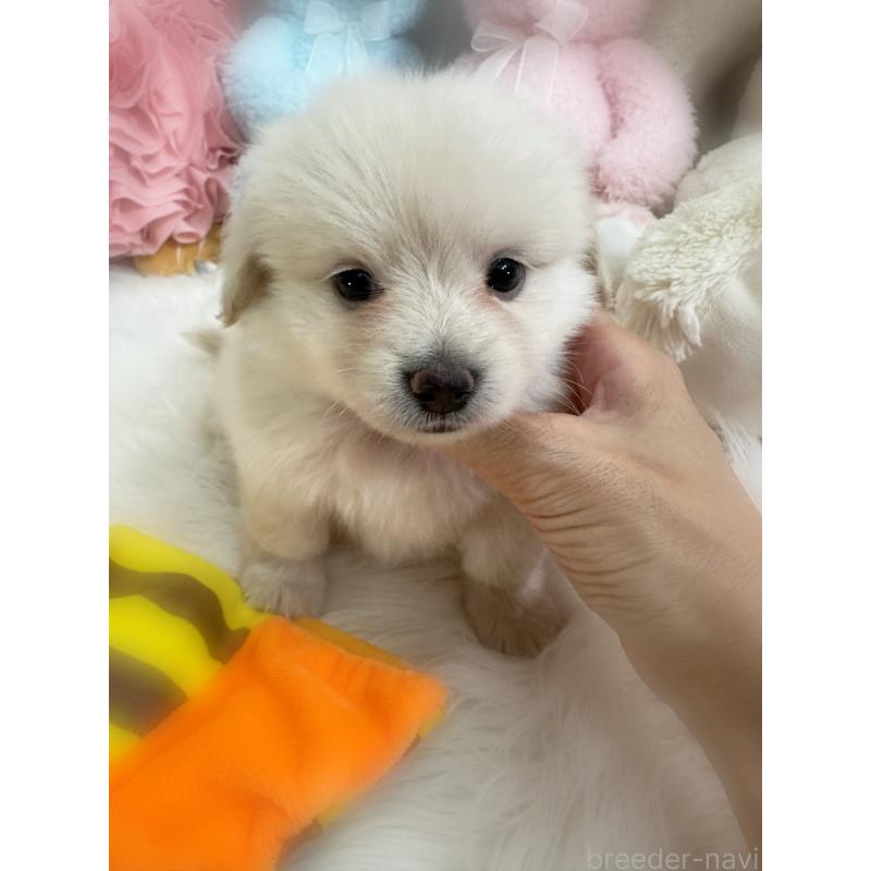 販売中の香川県のミックス犬-419281の4枚目