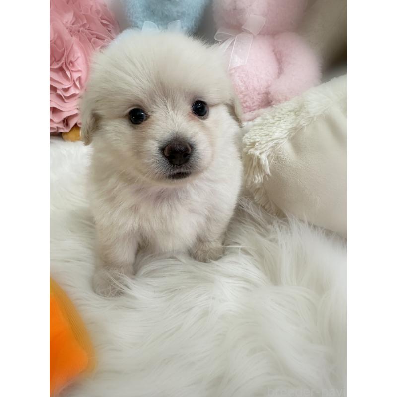 販売中の香川県のミックス犬-419281の3枚目