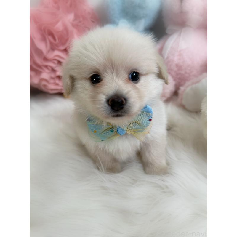 販売中の香川県のミックス犬-419281の2枚目