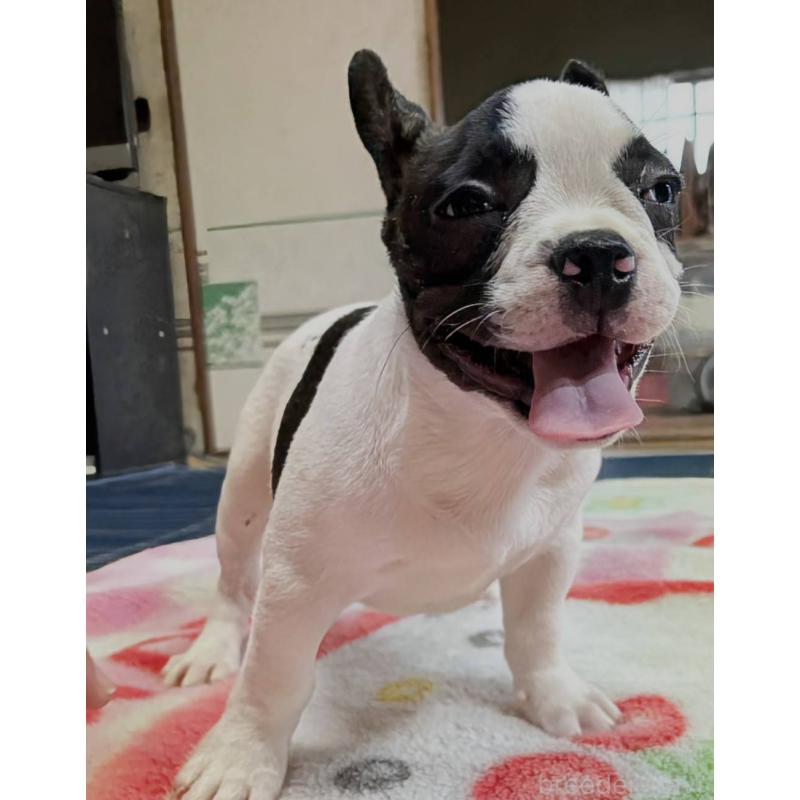 成約済の愛媛県のフレンチブルドッグ-406277の15枚目