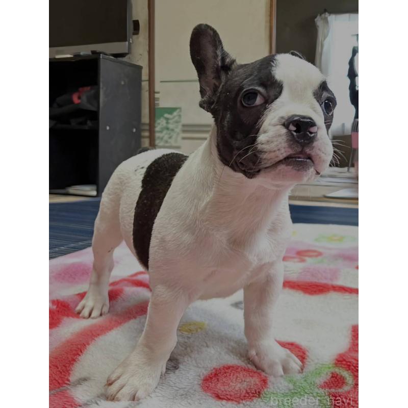 成約済の愛媛県のフレンチブルドッグ-406277の14枚目