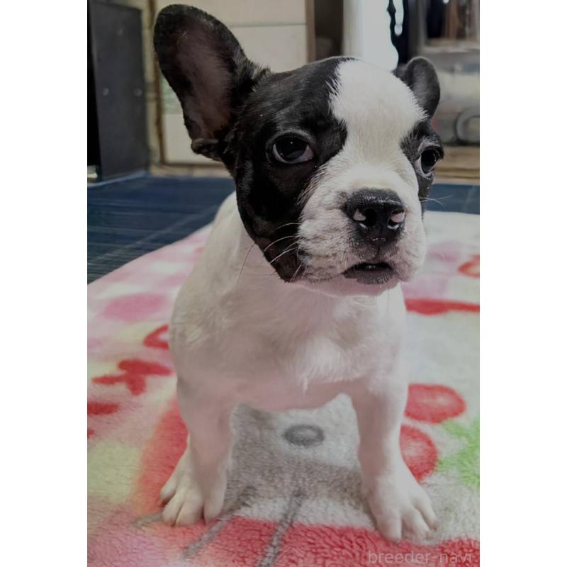 成約済の愛媛県のフレンチブルドッグ-406277の13枚目