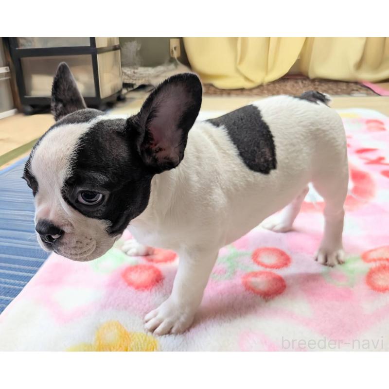 成約済の愛媛県のフレンチブルドッグ-406277の12枚目