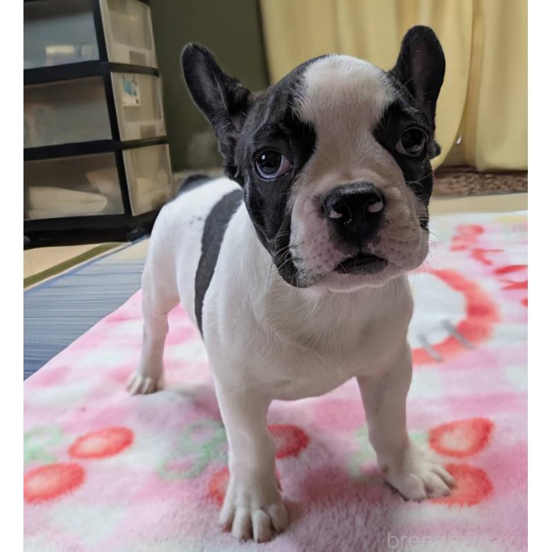 成約済の愛媛県のフレンチブルドッグ-406277の10枚目