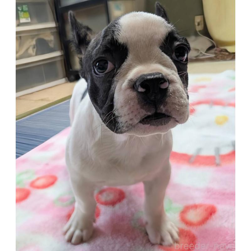 成約済の愛媛県のフレンチブルドッグ-406277の9枚目