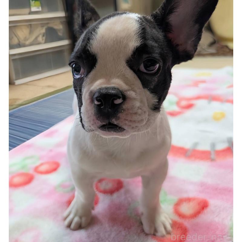 成約済の愛媛県のフレンチブルドッグ-406277の8枚目