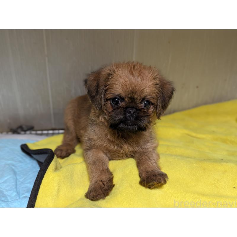 成約済の愛知県のブリュッセルグリフォン-415178の8枚目