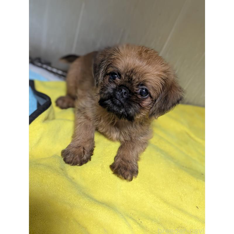 成約済の愛知県のブリュッセルグリフォン-415178の7枚目