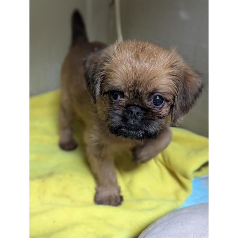 成約済の愛知県のブリュッセルグリフォン-415178の6枚目