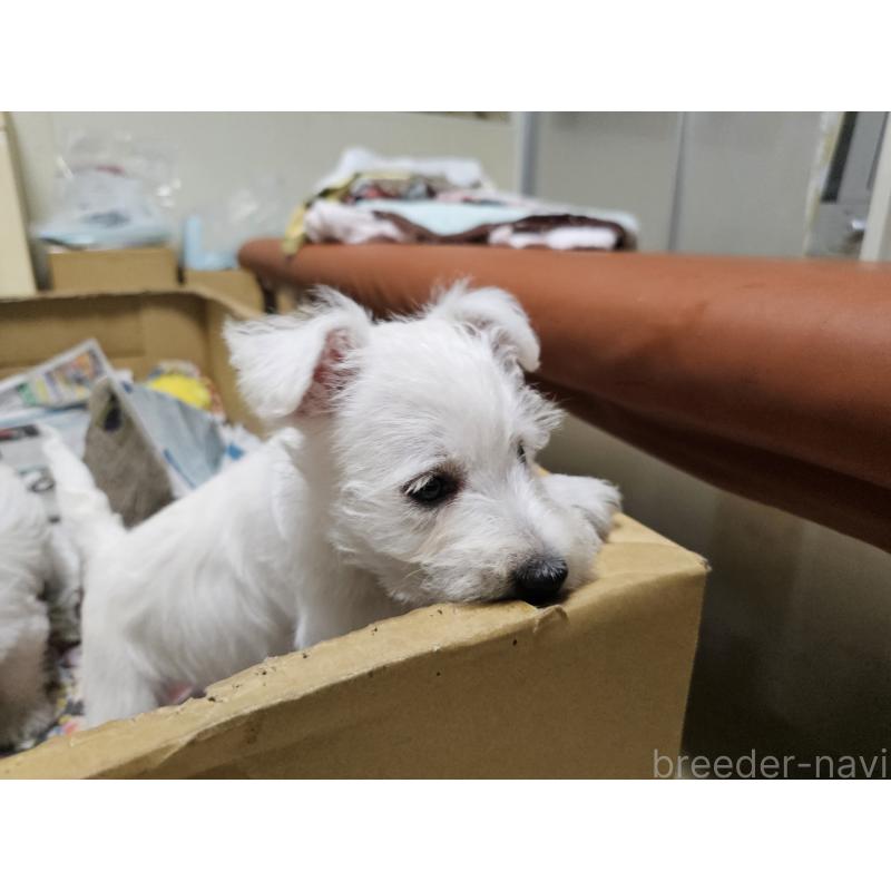 成約済の愛知県のウエストハイランドホワイトテリア(ウエスティ)-418053の4枚目