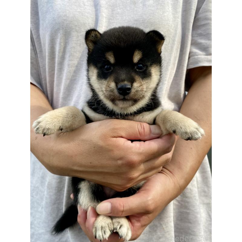 成約済の熊本県の柴犬-418524の2枚目