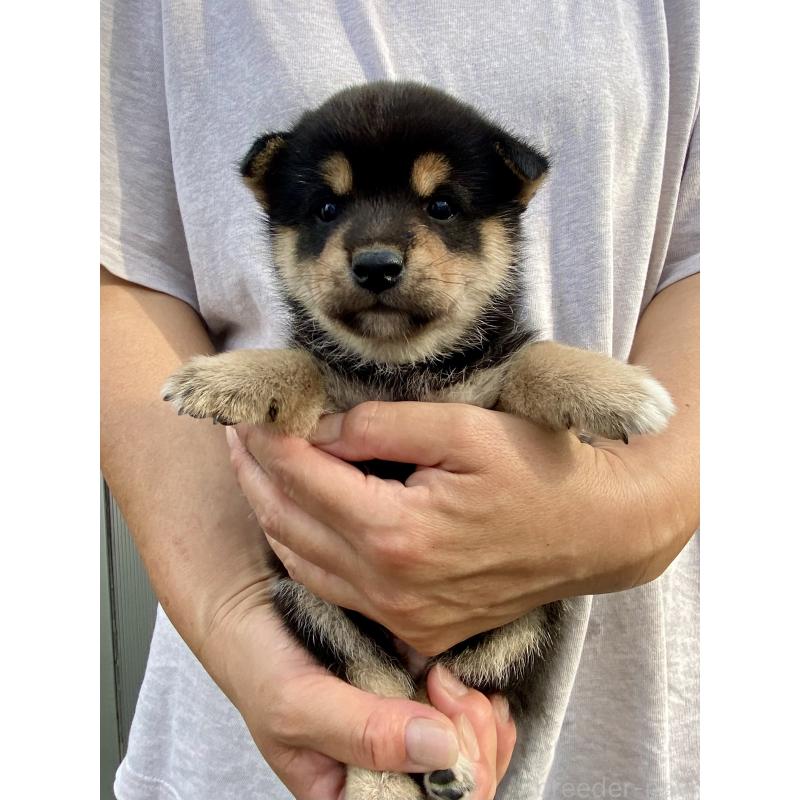 成約済の熊本県の柴犬-418525の2枚目