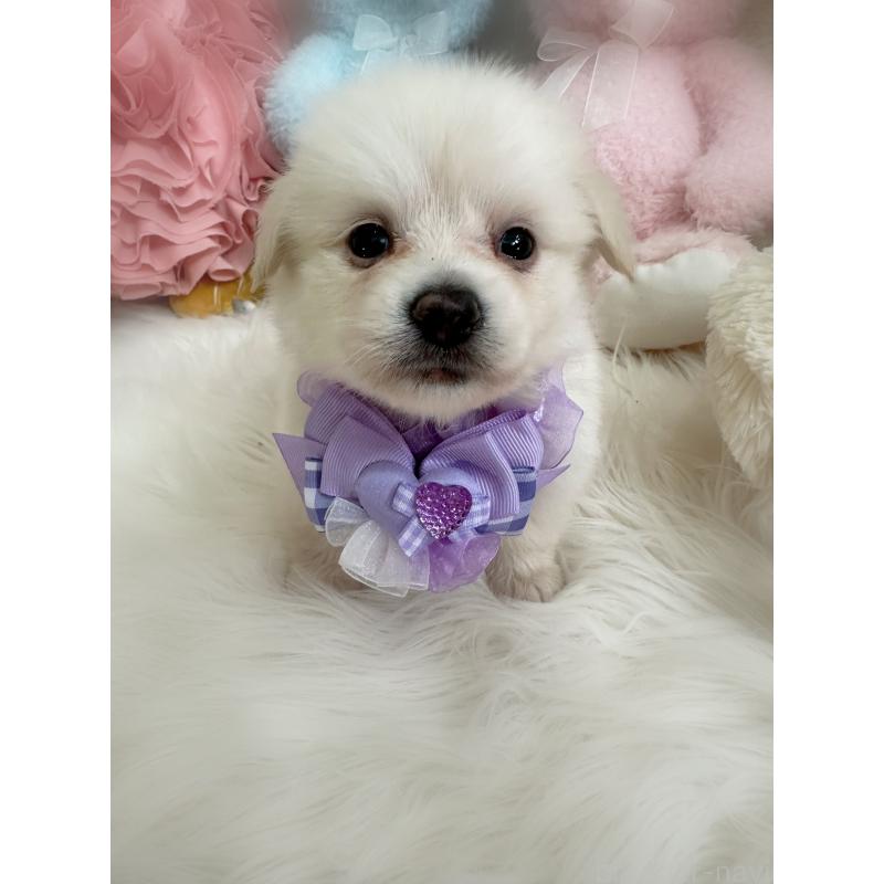 販売中の香川県のミックス犬-419292の4枚目