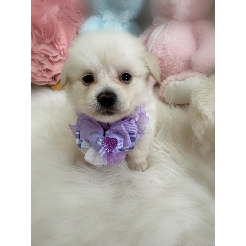 販売中の香川県のミックス犬-419292の3枚目