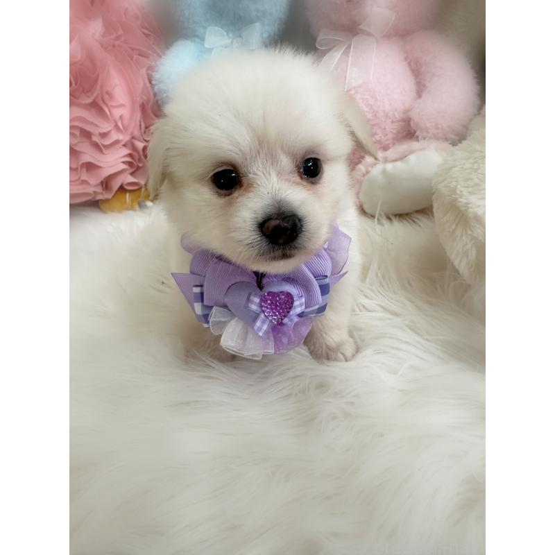 販売中の香川県のミックス犬-419292の2枚目