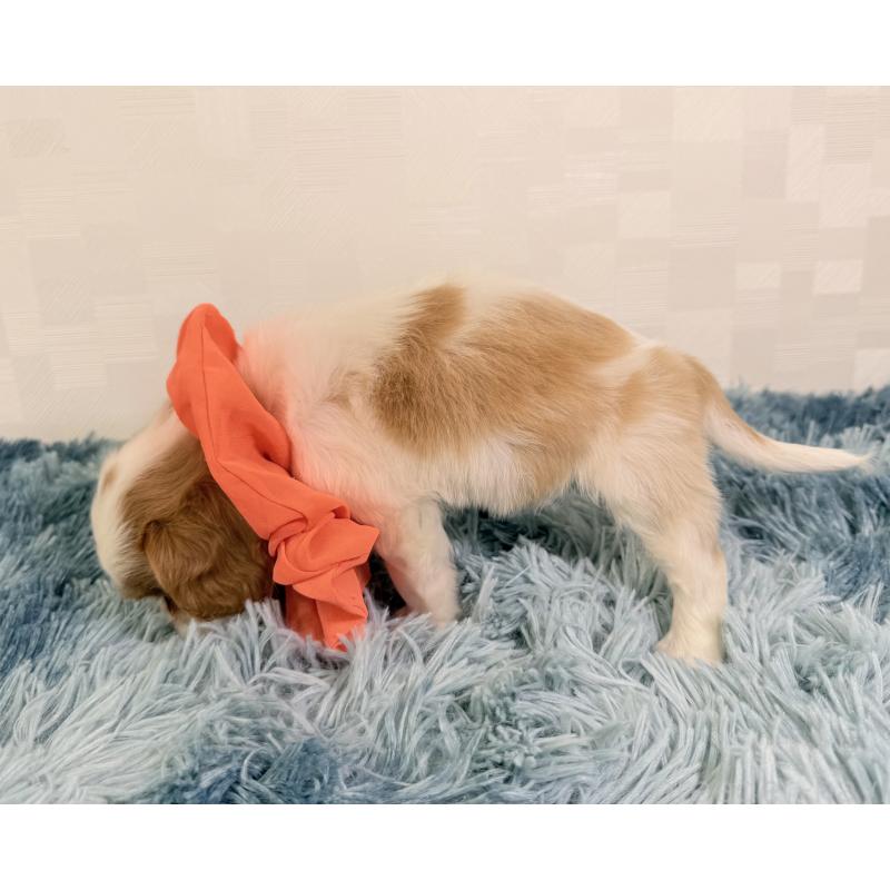 成約済の埼玉県のキャバリアキングチャールズスパニエル-416388の5枚目