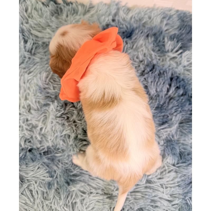 成約済の埼玉県のキャバリアキングチャールズスパニエル-416388の4枚目