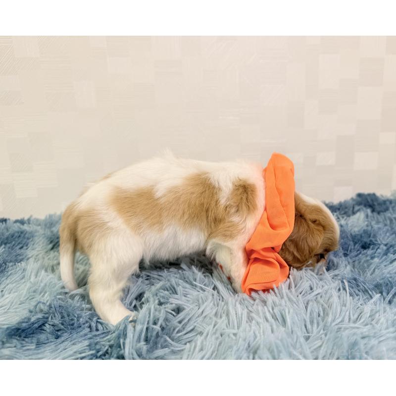 成約済の埼玉県のキャバリアキングチャールズスパニエル-416388の3枚目