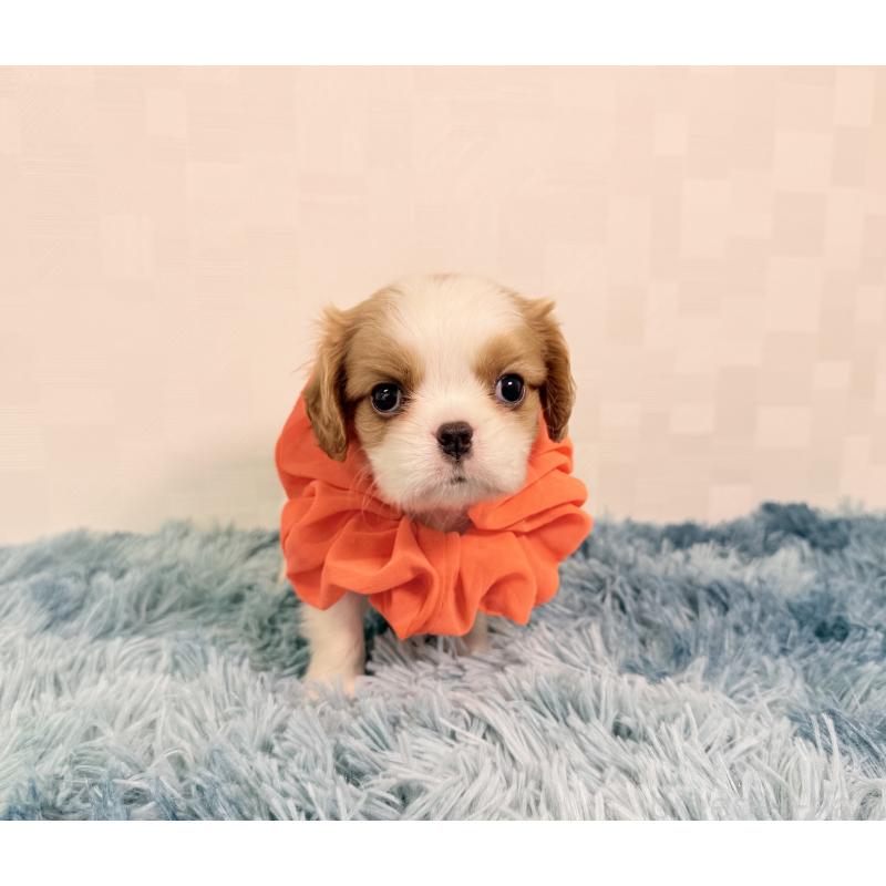 成約済の埼玉県のキャバリアキングチャールズスパニエル-416388の2枚目