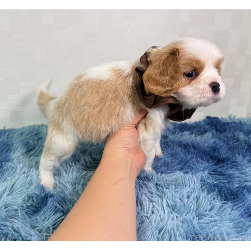 成約済の埼玉県のキャバリアキングチャールズスパニエル-416391の5枚目