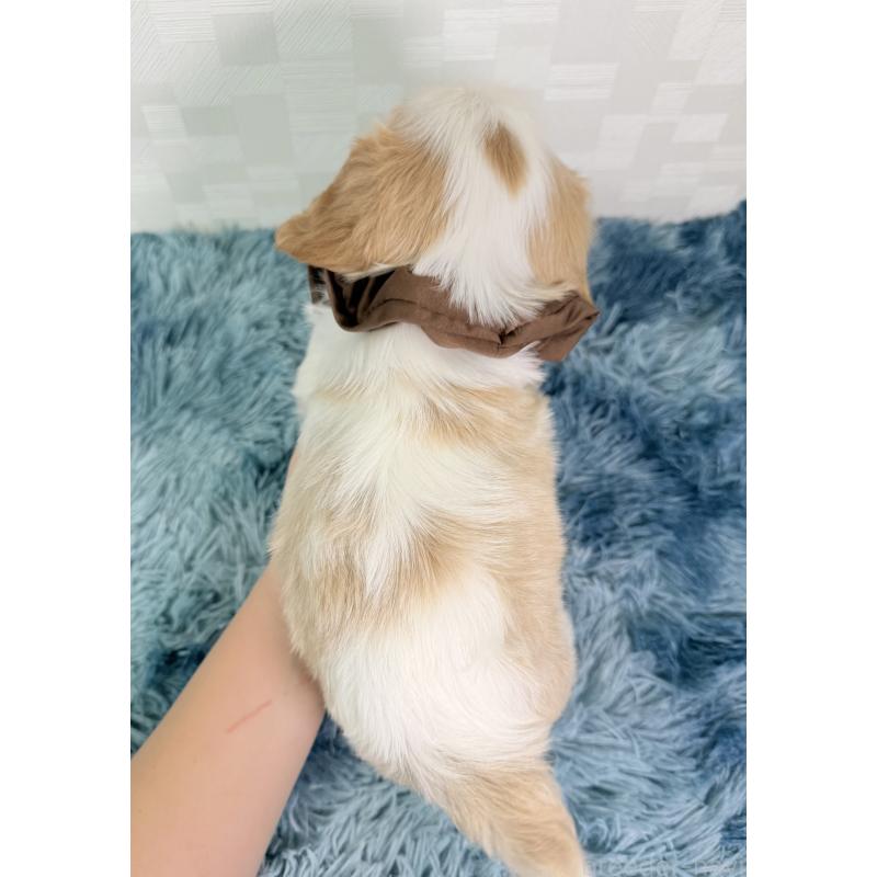 成約済の埼玉県のキャバリアキングチャールズスパニエル-416391の4枚目