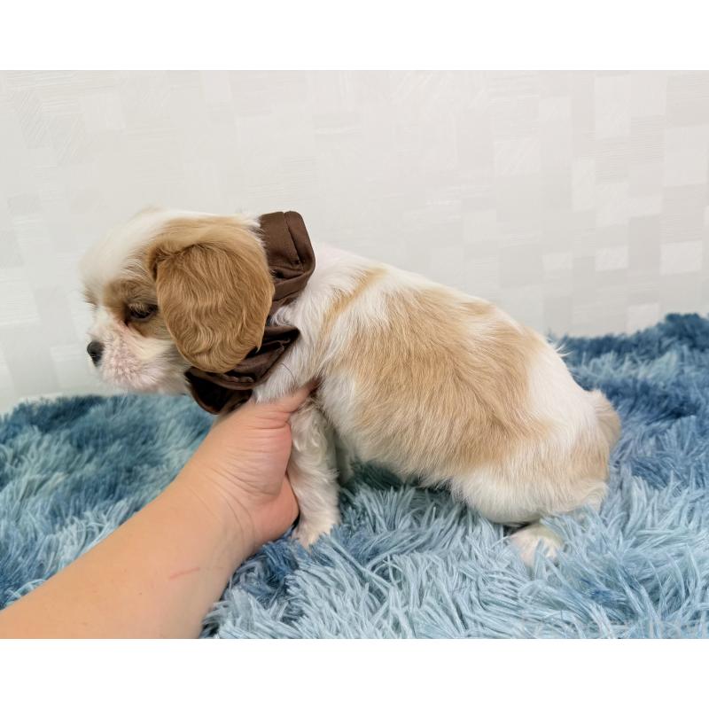 成約済の埼玉県のキャバリアキングチャールズスパニエル-416391の3枚目