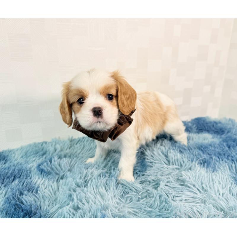 成約済の埼玉県のキャバリアキングチャールズスパニエル-416391の2枚目